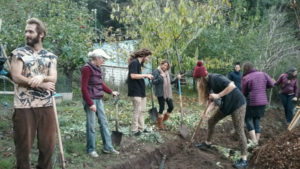 Seven people standing and digging a swale in an orchard