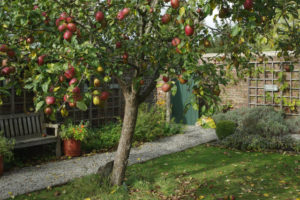 Apple tree in enclosed garden area near a bench
