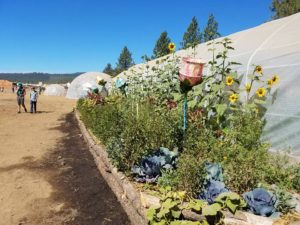 Sunflower and vegetables growing alongside a tent with domes in the background.
