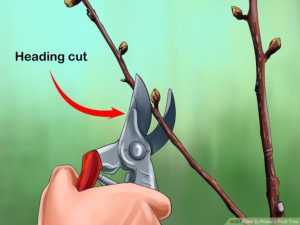 Illustration of a hand holding open pruners against a branch near a bud.