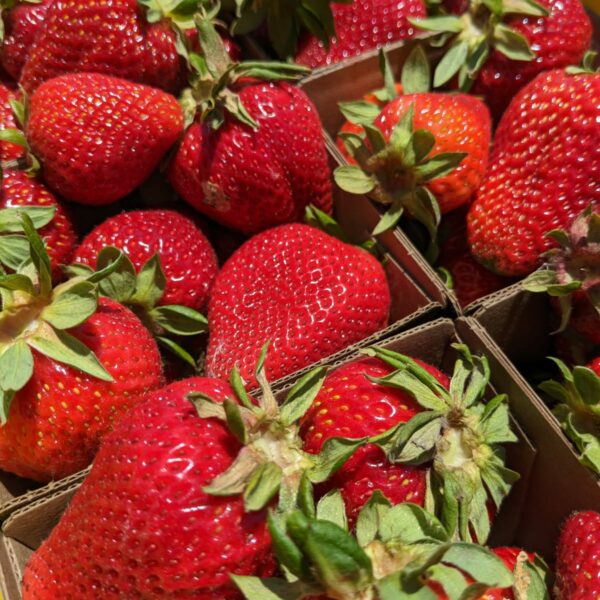 Closeup of fresh, red strawberries in pints