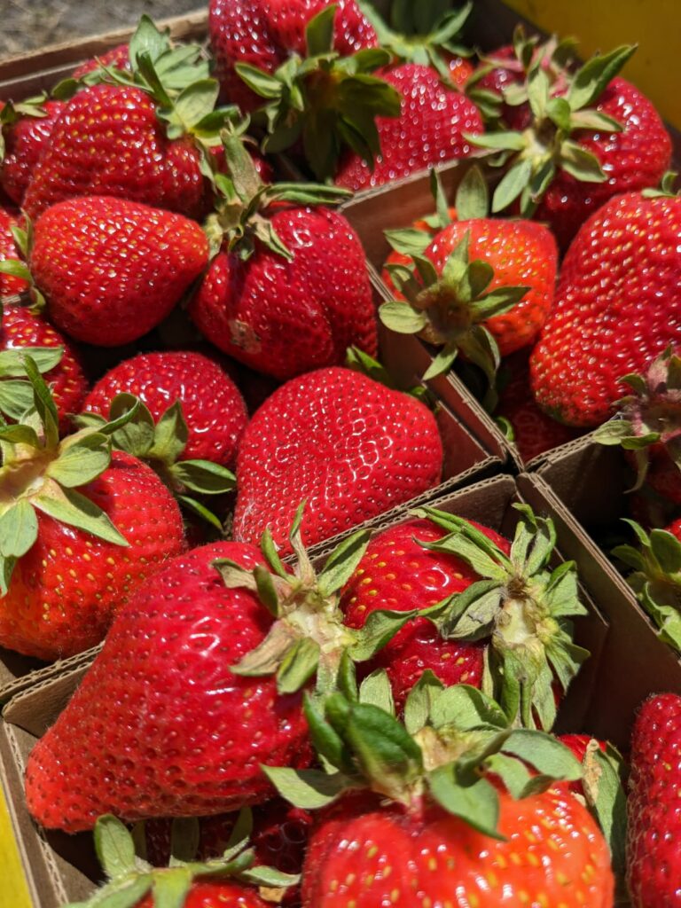 Closeup of fresh, red strawberries in pints