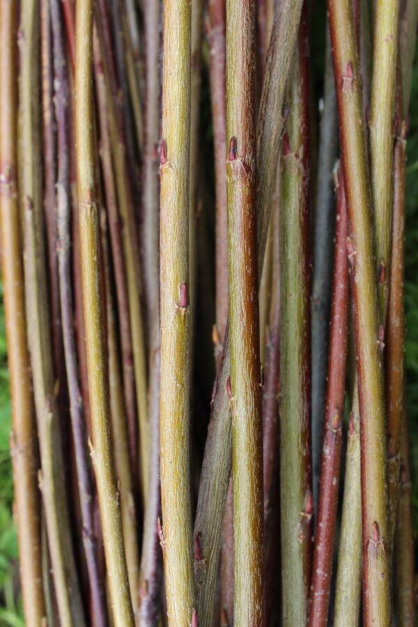 Willow Cuttings, 'Streamco'