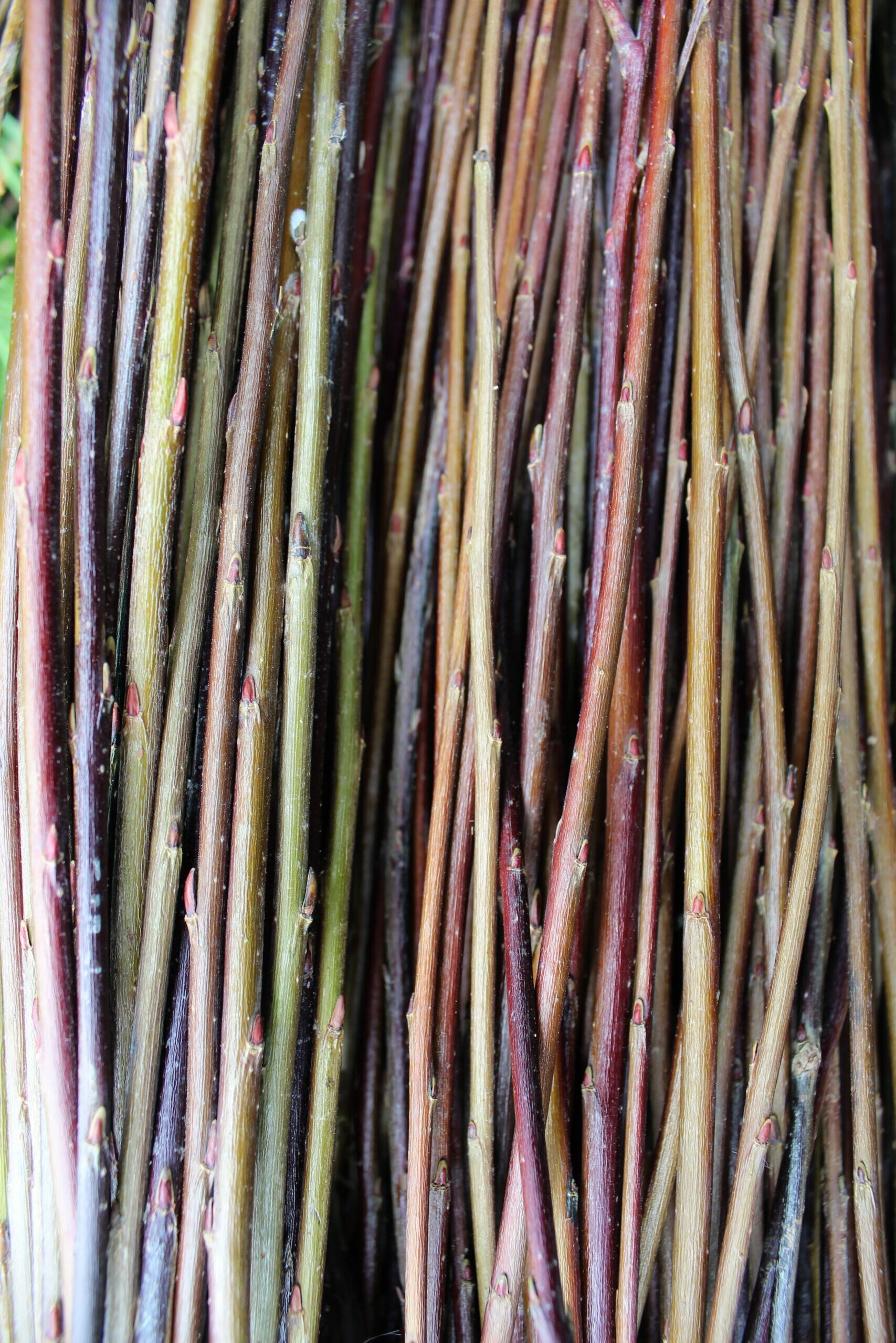 Willow Cuttings, 'Bleu'