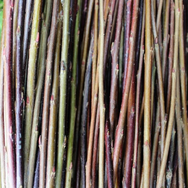 Willow rods - extra long